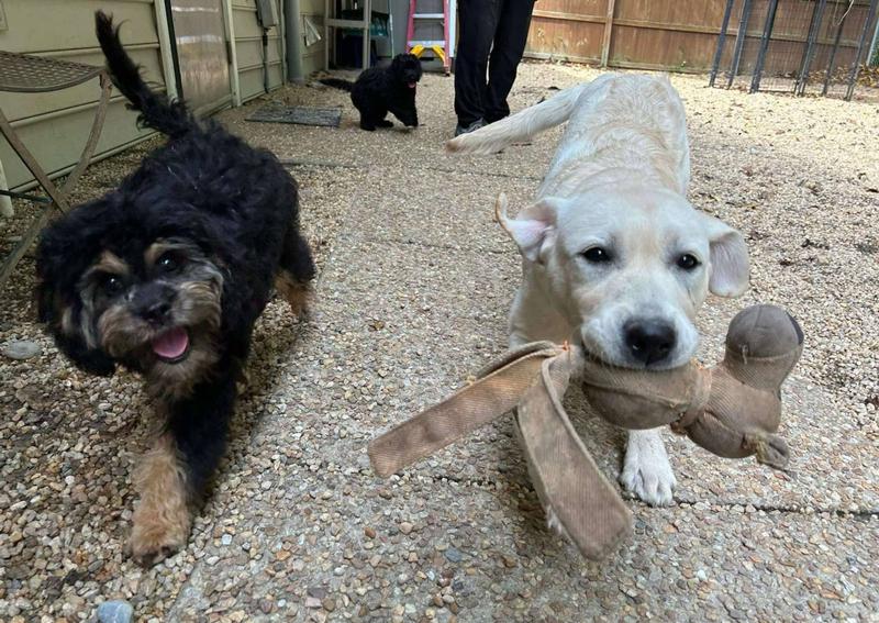 Carousel Slide 5: Develop social skills during your puppy's developing age