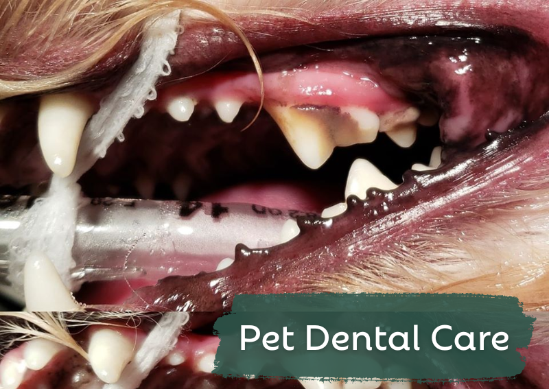 Carousel Slide 8: Dental exams and professional cleanings are an essential part of pet health